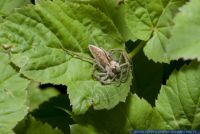 Pisaura mirabilis,Raubspinne,Nursery-web spider