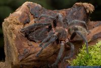 Maraca horrida,Vogelspinne,Bird Eating Spider