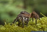 Ami spec.,Vogelspinne,Bird Eater Spider
