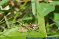 WSSFT0092 Metrioptera roeselii<br>