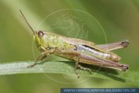Chorthippus parallelus, Gemeiner Grashüpfer, Small Meadow Grasshopper 