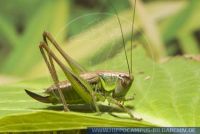 Metrioptera roeselii,
Roesels Bei§schrecke,
Roesel's Bush Cricket
