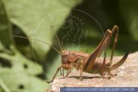 Pholidoptera griseoaptera , Gewöhnliche Strauchschrecke, Dark Bush-cricket 