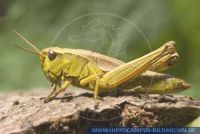 Stethophyma grossum, Sumpfschrecke, Large Marsh Grasshopper 