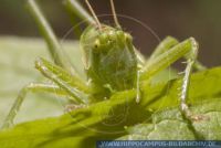 Tettigonia viridissima, Grünes Heupferd, Great green bush-cricket 