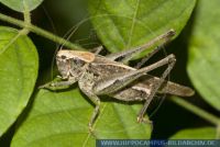 Platycleis albopunctata,
Westliche Bei§schrecke,
Grey Bush-cricket
