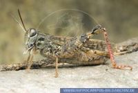 Calliptamus italicus, Italienische Schönschrecke, Italian Locust 