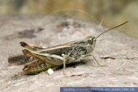 Chorthippus apricarius, Feldgrashüpfer, Upland Field Grasshopper 