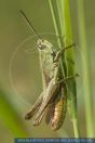 Chorthippus dorsatus, Wiesengrashüpfer, Steppe grasshopper 