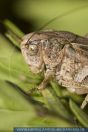 Platyceis spec. ,
Bei§schrecke,
Bush-cricket
