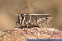 Calliptamus spec, Schönschrecke, Locust 