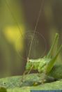 Leptophyes punctatissima, Punktierte Zartschrecke, Speckled bush cricket 