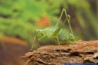 Leptophyes punctatissima, Punktierte Zartschrecke, Speckled bush cricket 