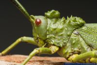 Phymateus viridis, Bunte Riesenheuschrecke, Gruene Heuschrecke, Green Milkweed Locust,Green bush locust 