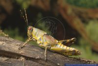 Zonocerus variegata,Harlekinschrecke,Variegated grasshopper