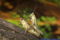 Zonocerus variegata,Harlekinschrecke,Variegated grasshopper