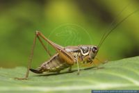 Metrioptera roeselii,Roesels Beissschrecke,Roesel's Bush Cricket