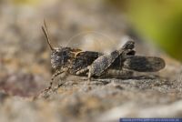 Oedipoda charpentieri,Charpentiers …dlandschrecke,Charpentier`s Grasshopper
