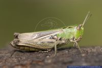 Omocestus viridulus,Bunter Grashuepfer,Common Green Grasshopper
