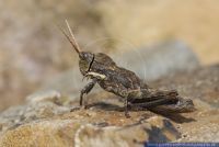 Pamphagidae spec.,Steinschrecke,Grasshopper