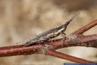 Pyrgomorpha conica,Kegelkopfschrecke,Grasshopper