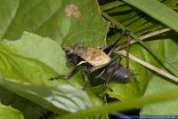 Pholidoptera aptera,Alpen-Strauchschrecke,Alpine Dark Bush-cricket