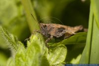 Tetrix subulata,Saebeldornschrecke,Pygmy Grasshopper