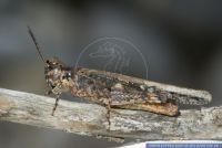 Acrotylus patruelis,Schlanke oedlandschrecke,Slender Red-winged Grasshopper,Band-winged Grasshopper