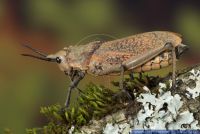 Phymateus spec.,Heuschrecke,Grasshopper