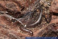 Tachypodoiulus niger ,
Schwarzer SchnurfŸ§er,
White-legged snake millipede
