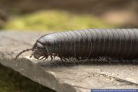 Rhapidostreptus virgator 2,Tausendfuesser,Millipede