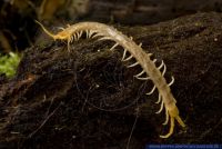 Scolopendra canidens