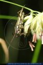 WWAFT0132 Acetropis carinata<br>