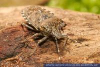 Rhaphigaster nebulosa, Graue Gartenwanze, Stink bug,Shield bug 