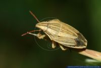 Aelia acuminata,
Spitzling, Getreidespitzwanze,
BishopÕs Mitre Shield-bug
