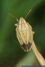 Aelia acuminata,
Spitzling, Getreidespitzwanze,
BishopÕs Mitre Shield-bug
