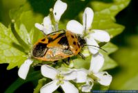 Eurydema ornata, Schmuckwanze, Red cabbage bug 