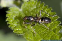 Himacerus mirmicoides, Ameisensichelwanze, Ant Damsel Bug 