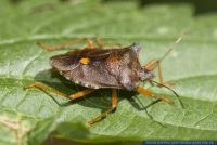 Pentatoma rufipes, Rotbeinige Baumwanze, Forest Bug 