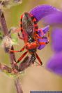 Rhynocoris iracundus, Rote Mordwanze, Red Assassin Bug 