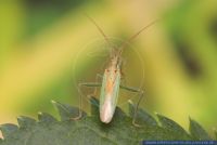 Stenodema laevigata, Blindwanze, Common grass bug 