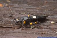 Plattymeris biguttata,Zweifleck-Raubwanze,White eyed assassin bug