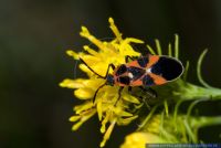Tropidothorax leucopterus,Schwalbenwurz-Wanze,Ground Bug