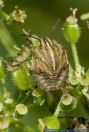 Graphosoma lineatum,Streifenwanze,Striped shield bug