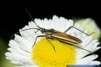 Leptopterna dolabrata,Langhaarige Dolchwanze,Meadow plant bug