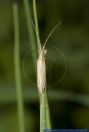 Stenodema laevigata,Graswanze,Jumping Tree Bug