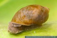 Radix balthica, Eiförmige Schlammschnecke, Egg-shaped mud snail 