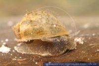 Radix balthica, Eiförmige Schlammschnecke, Egg-shaped mud snail 