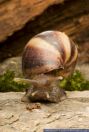 Achatina fulica, Achatschnecke, Giant African land snail 