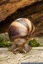 Achatina fulica, Achatschnecke, Giant African land snail 